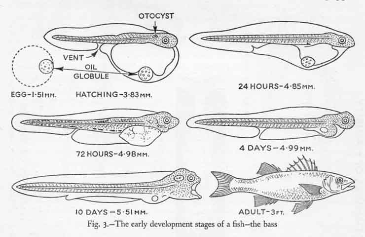 graph showing stages of the development of a bass
