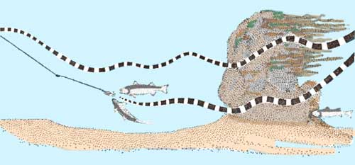 diagram of lure following an up and down path being chased by two bass